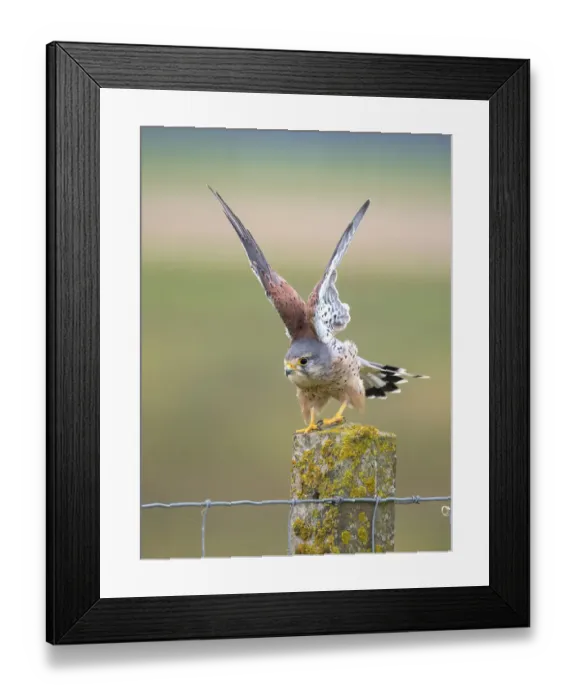 Framed Print : Common Kestrel (Falco tinnunculus) take-off, Flevoland, the Netherlands Framed Print : Common Kestrel (Falco tinnunculus) take-off, Flevoland, the Netherlands
