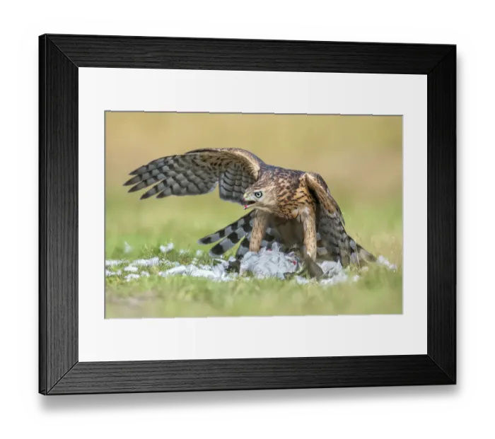 Framed Print : Northern Goshawk (Accipiter gentilis) with prey, Veluwe, Gelderland, the Netherlands Framed Print : Northern Goshawk (Accipiter gentilis) with prey, Veluwe, Gelderland, the Netherlands