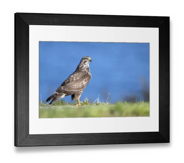 Framed Print : Common Buzzard (Buteo buteo) on the side of the road looking at camera, Vossemeerdijk Framed Print : Common Buzzard (Buteo buteo) on the side of the road looking at camera, Vossemeerdijk