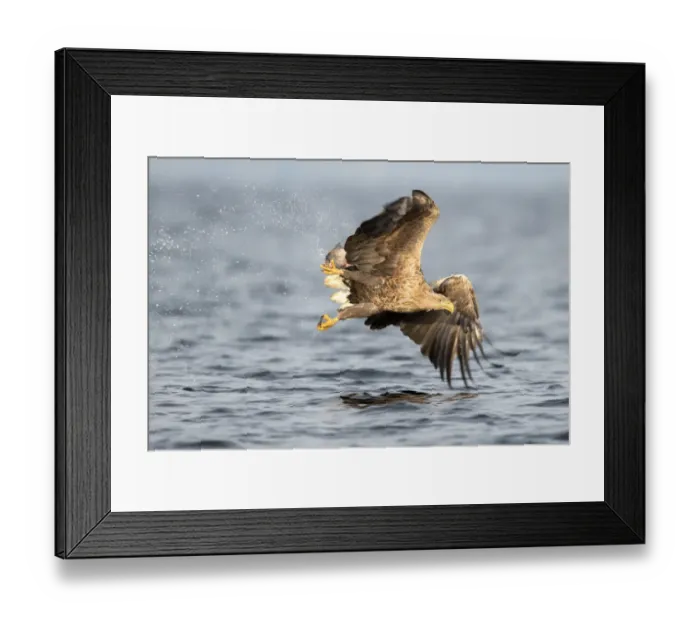 Framed Print : White-tailed Eagle (Haliaeetus Albicilla) just after catch, Oderdelta, Stepnica, Poland Framed Print : White-tailed Eagle (Haliaeetus Albicilla) just after catch, Oderdelta, Stepnica, Poland