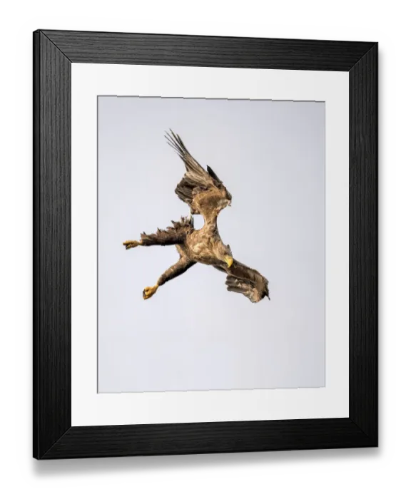 Framed Print : White-tailed Eagle (Haliaeetus Albicilla) in dive, Oderdelta, Stepnica, Poland