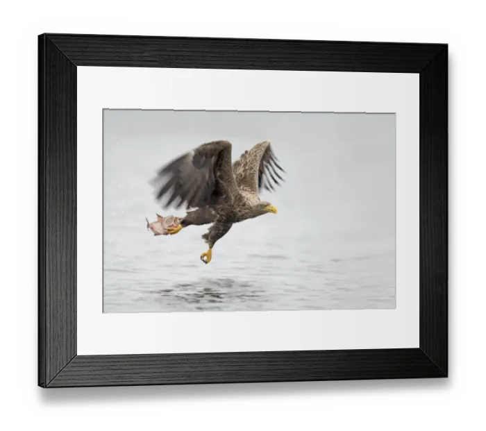 Framed Print : White-tailed Eagle (Haliaeetus Albicilla) flying just above water with fish in it claws Framed Print : White-tailed Eagle (Haliaeetus Albicilla) flying just above water with fish in it claws