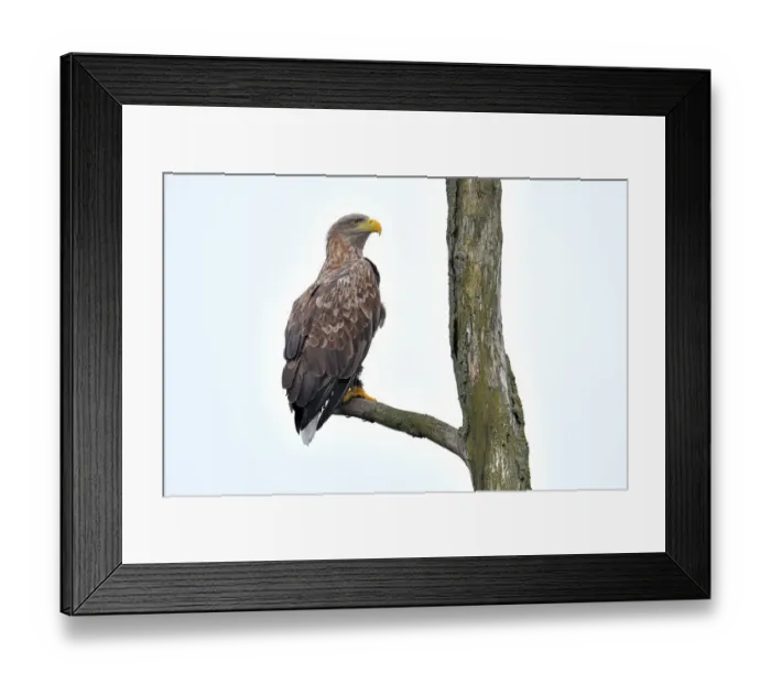 Framed Print : White-tailed Eagle (Haliaeetus albicilla) perched in dead tree looking over shoulder at camera Framed Print : White-tailed Eagle (Haliaeetus albicilla) perched in dead tree looking over shoulder at camera