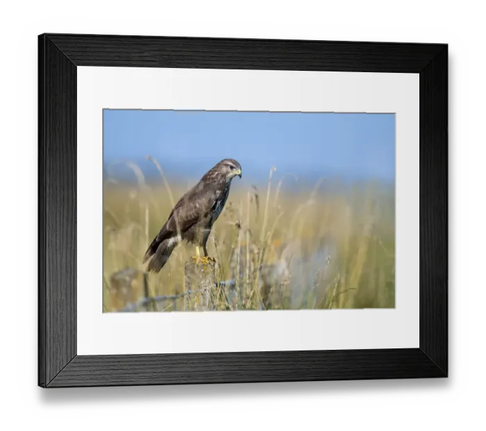 Framed Print : Common Buzzard (Buteo buteo) perched on a stone fence post and hunting, Roggebotzand Framed Print : Common Buzzard (Buteo buteo) perched on a stone fence post and hunting, Roggebotzand