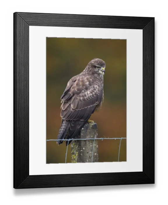 Framed Print : Common Buzzard (Buteo Buteo) perched on a stone fencepost during autumn, Roggebotzand Framed Print : Common Buzzard (Buteo Buteo) perched on a stone fencepost during autumn, Roggebotzand