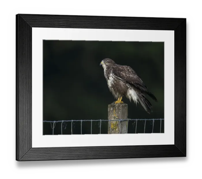 Framed Print : Common Buzzard (Buteo buteo) perched on a stone fence post and still wet, Roggebotzand Framed Print : Common Buzzard (Buteo buteo) perched on a stone fence post and still wet, Roggebotzand