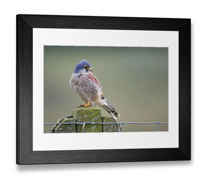 Framed Print : Common Kestrel (Falco tinnunculus) male perched on top of a stone fence post looking over shoulder Framed Print : Common Kestrel (Falco tinnunculus) male perched on top of a stone fence post looking over shoulder