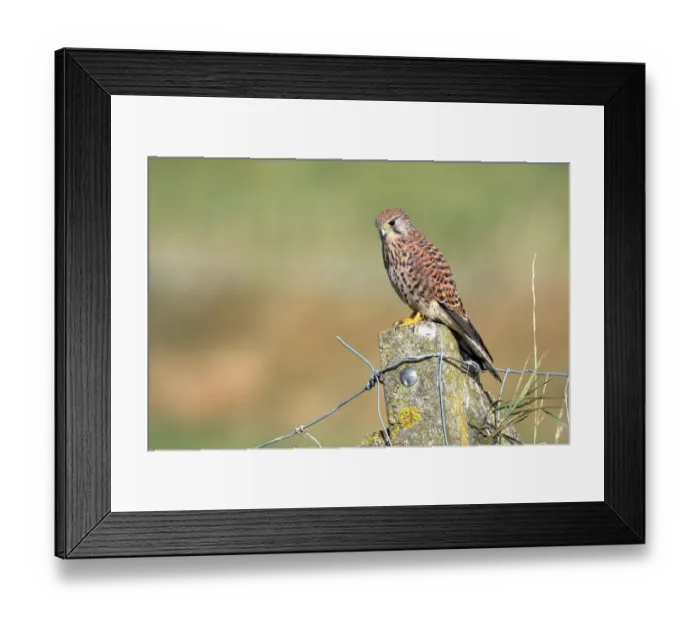 Framed Print : Common Kestrel (Falco tinnunculus) female perched on top of a stone fence post looking for prey Framed Print : Common Kestrel (Falco tinnunculus) female perched on top of a stone fence post looking for prey