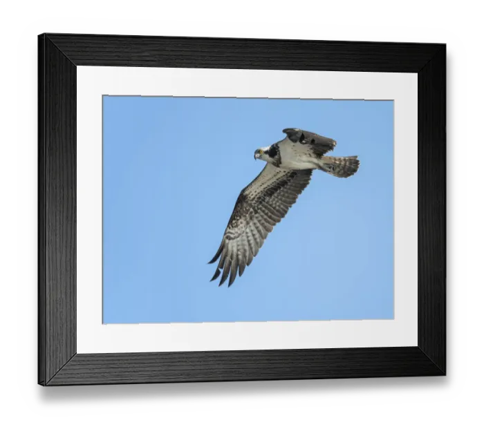 Framed Print : Osprey (Pandion Haliaetus) fly-by in the Netherlands, looking at camera, IJssel, Kampen Framed Print : Osprey (Pandion Haliaetus) fly-by in the Netherlands, looking at camera, IJssel, Kampen
