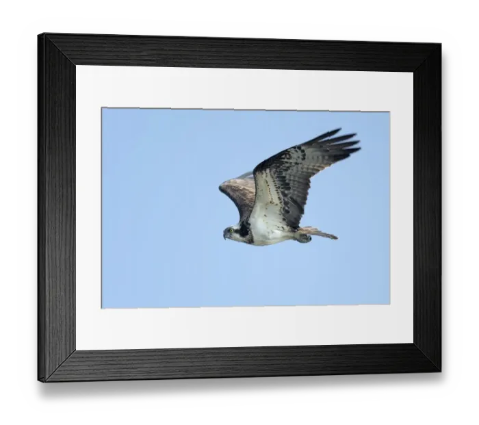 Framed Print : Osprey (Pandion Haliaetus) flying by against a blue sky and looking at camera, IJssel