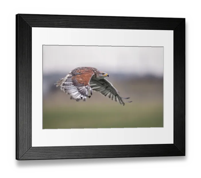 Framed Print : Ferruginous Hawk (Buteo Regalis) in flight above a meadow, Gelderland, the Netherlands Framed Print : Ferruginous Hawk (Buteo Regalis) in flight above a meadow, Gelderland, the Netherlands