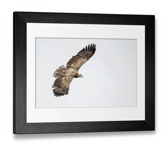 Framed Print : White-tailed Eagle (Haliaeetus albicilla) juvenile in flight seen from above, Oder Framed Print : White-tailed Eagle (Haliaeetus albicilla) juvenile in flight seen from above, Oder