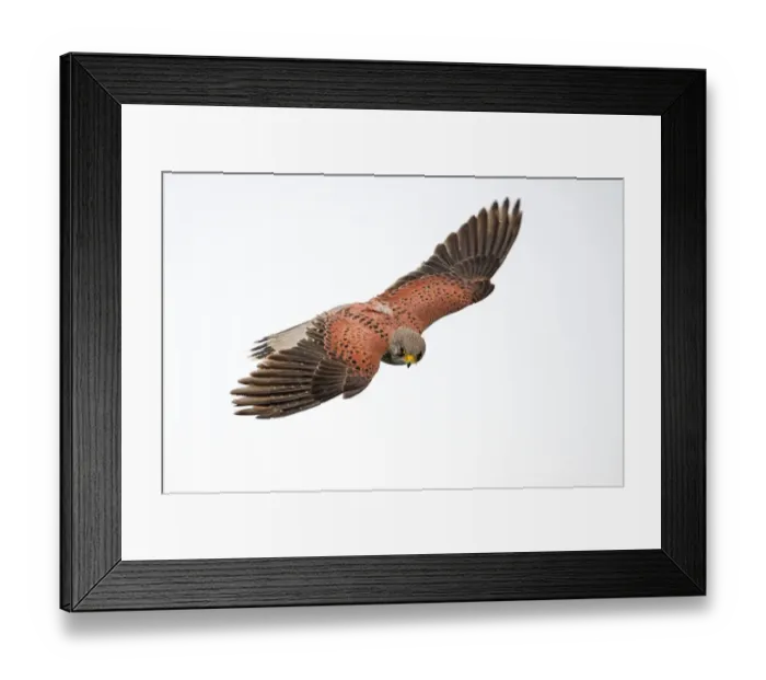 Framed Print : Common Kestrel (Falco Tinnunculus) hunting while hovering in the air, Kampen, Overijssel