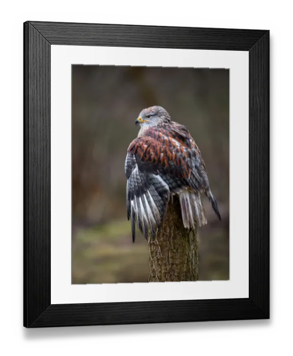 Framed Print : Ferruginous Hawk (Buteo Regalis) perched on a treestump, looking over his shoulder Framed Print : Ferruginous Hawk (Buteo Regalis) perched on a treestump, looking over his shoulder
