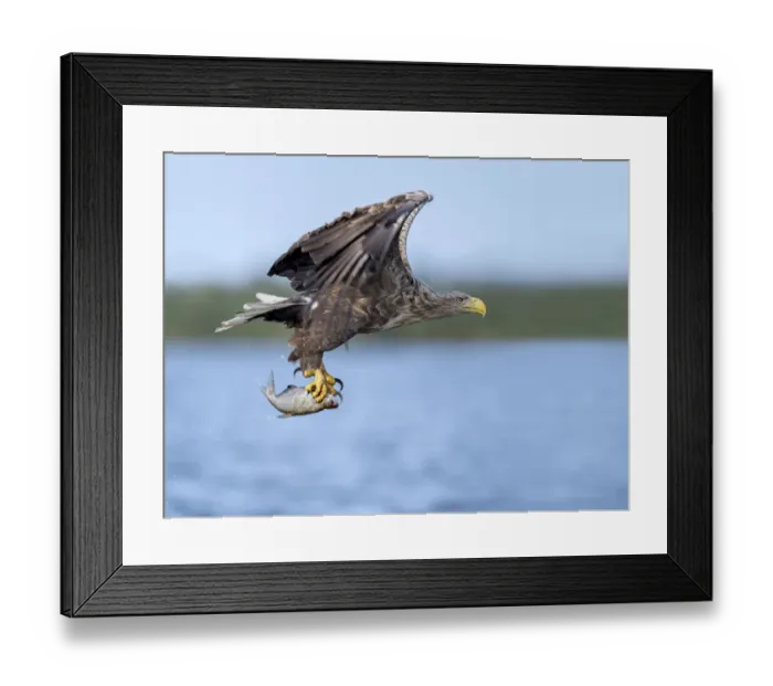 Framed Print : White-tailed Eagle (Haliaeetus albicilla) flying with caught fish in its claws, Oder Framed Print : White-tailed Eagle (Haliaeetus albicilla) flying with caught fish in its claws, Oder