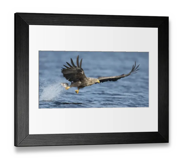 Framed Print : White-tailed Eagle (Haliaeetus albicilla) grabbing a fish from the water in flight Framed Print : White-tailed Eagle (Haliaeetus albicilla) grabbing a fish from the water in flight
