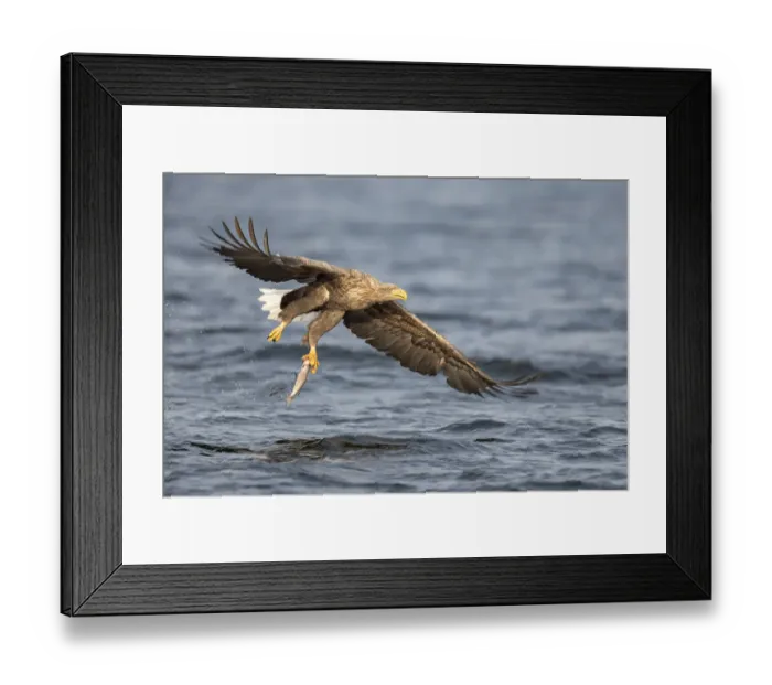 Framed Print : White-tailed Eagle (Haliaeetus albicilla) flying with caught fish, Oder, Stepnica, Poland Framed Print : White-tailed Eagle (Haliaeetus albicilla) flying with caught fish, Oder, Stepnica, Poland