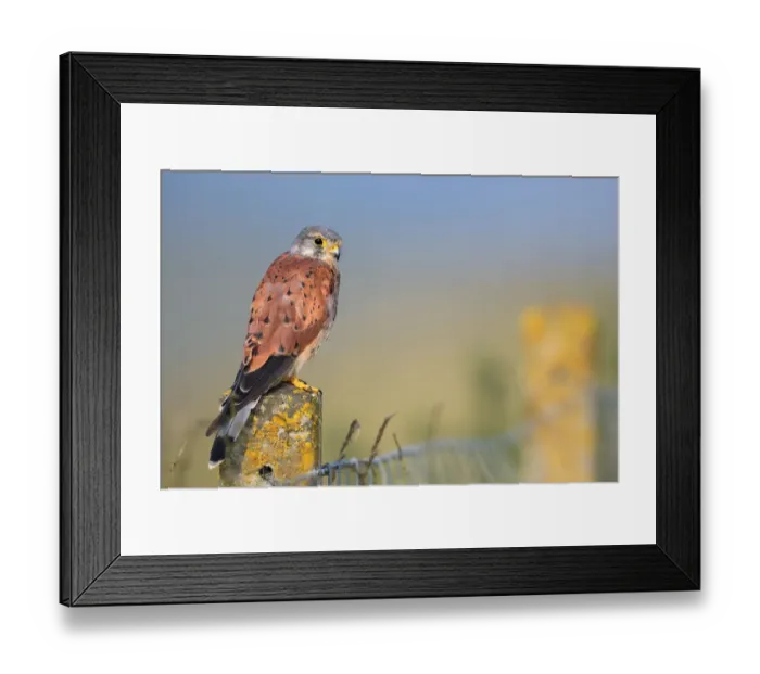 Framed Print : Common Kestrel (Falco tinnunculus) adult male perched on top of a stone fence post Framed Print : Common Kestrel (Falco tinnunculus) adult male perched on top of a stone fence post