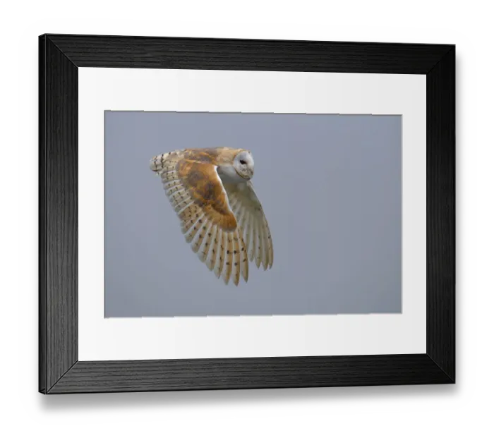 Framed Print : Barn Owl (Tyto Alba) adult in flight, Heerde, Gelderland, the Netherlands Framed Print : Barn Owl (Tyto Alba) adult in flight, Heerde, Gelderland, the Netherlands