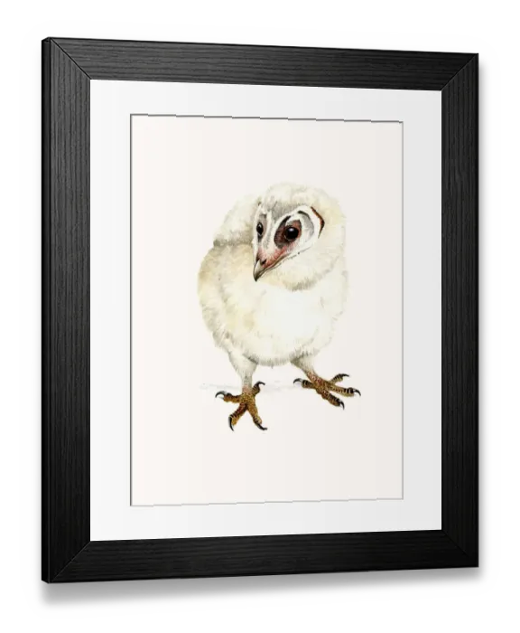 Framed Print : Barn Owl (Tyto alba) chick one month old Framed Print : Barn Owl (Tyto alba) chick one month old