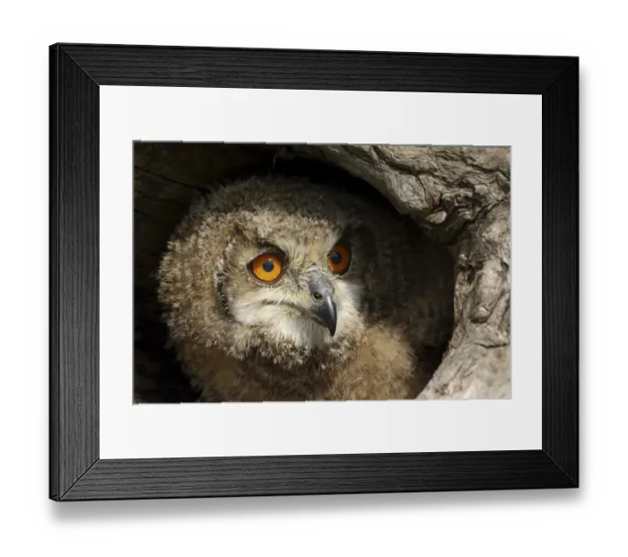 Framed Print : Juvenile Eurasian Eagle Owl (Bubo bubo) hiding in hollow tree trunk, Noord-Brabant Framed Print : Juvenile Eurasian Eagle Owl (Bubo bubo) hiding in hollow tree trunk, Noord-Brabant