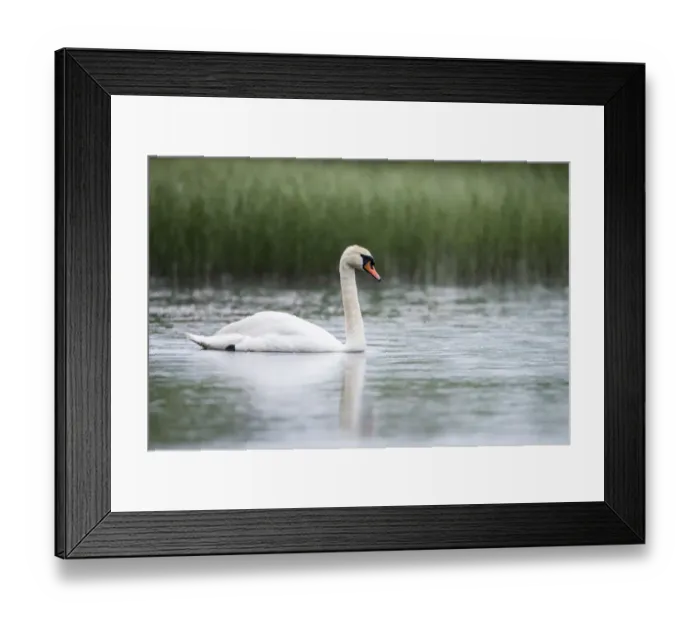 Framed Print : Mute swan (Cygnus olor) at edge of lake in rain, Tartu region, Estonia, Tartu region Framed Print : Mute swan (Cygnus olor) at edge of lake in rain, Tartu region, Estonia, Tartu region