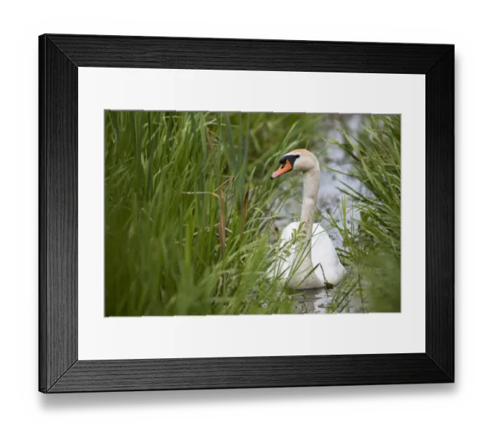 Framed Print : Mute swan (Cygnus olor) in channel amongst grasses, Tartu region, Estonia, Estonia Framed Print : Mute swan (Cygnus olor) in channel amongst grasses, Tartu region, Estonia, Estonia