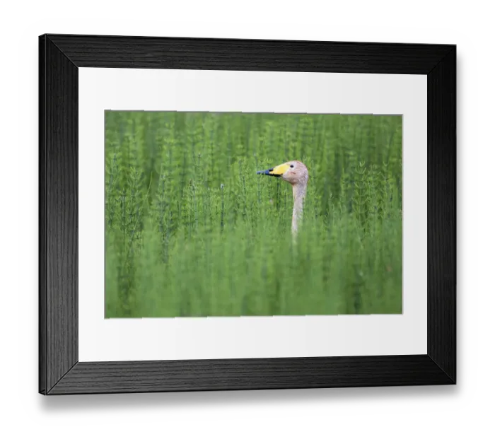 Framed Print : Whooper swan (Cygnus cygnus) in thickly vegetated pond, Tartu region, Estonia, Tartu region Framed Print : Whooper swan (Cygnus cygnus) in thickly vegetated pond, Tartu region, Estonia, Tartu region