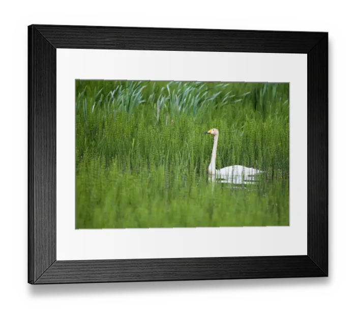 Framed Print : Whooper swan (Cygnus cygnus) in thickly vegetated pond, Tartu region, Estonia, Tartu region Framed Print : Whooper swan (Cygnus cygnus) in thickly vegetated pond, Tartu region, Estonia, Tartu region