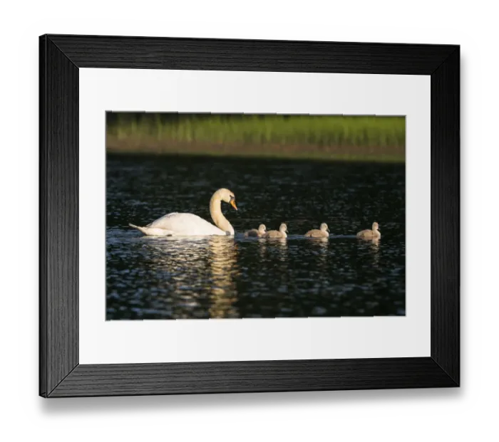 Framed Print : Mute swan (Cygnus olor) with cygnets on lake, Tartu region, Estonia, Tartu region Framed Print : Mute swan (Cygnus olor) with cygnets on lake, Tartu region, Estonia, Tartu region