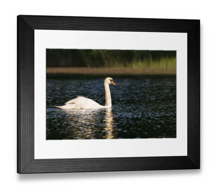 Framed Print : Mute swan (Cygnus olor) on lake, Tartu region, Estonia, Tartu region, Estonia Framed Print : Mute swan (Cygnus olor) on lake, Tartu region, Estonia, Tartu region, Estonia