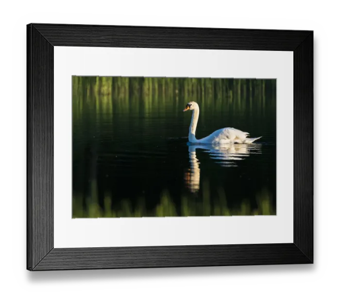 Framed Print : Mute swan (Cygnus olor) at edge of lake, Tartu region, Estonia, Tartu region, Estonia Framed Print : Mute swan (Cygnus olor) at edge of lake, Tartu region, Estonia, Tartu region, Estonia