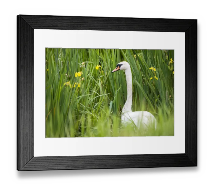 Framed Print : Mute swan (Cygnus olor) amongst yellow flag (Iris pseudacorus), Tartu region, Estonia Framed Print : Mute swan (Cygnus olor) amongst yellow flag (Iris pseudacorus), Tartu region, Estonia