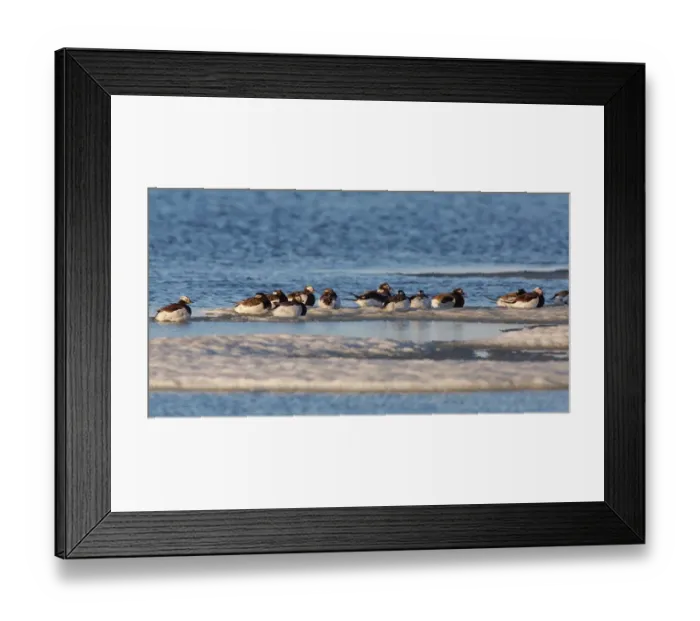 Framed Print : Long-tailed Duck (Clangula Hyemalis), group resting on the tundra, North Slope, Point Barrow Framed Print : Long-tailed Duck (Clangula Hyemalis), group resting on the tundra, North Slope, Point Barrow
