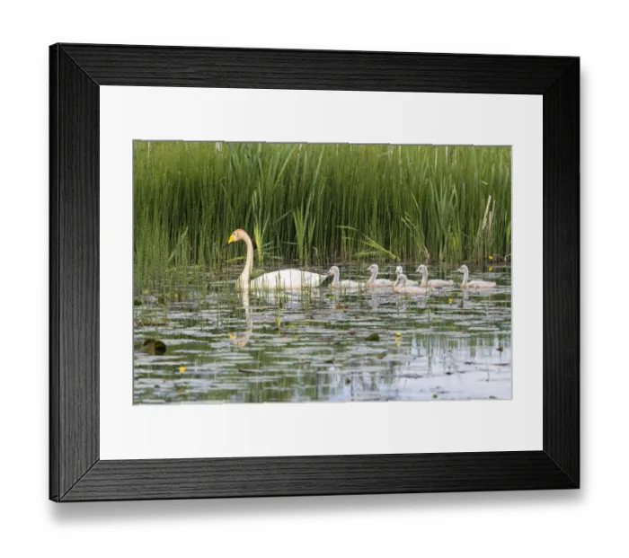 Framed Print : Whooper swans (Cygnus cygnus) with cygnets in pond, Tartu region, Estonia Framed Print : Whooper swans (Cygnus cygnus) with cygnets in pond, Tartu region, Estonia