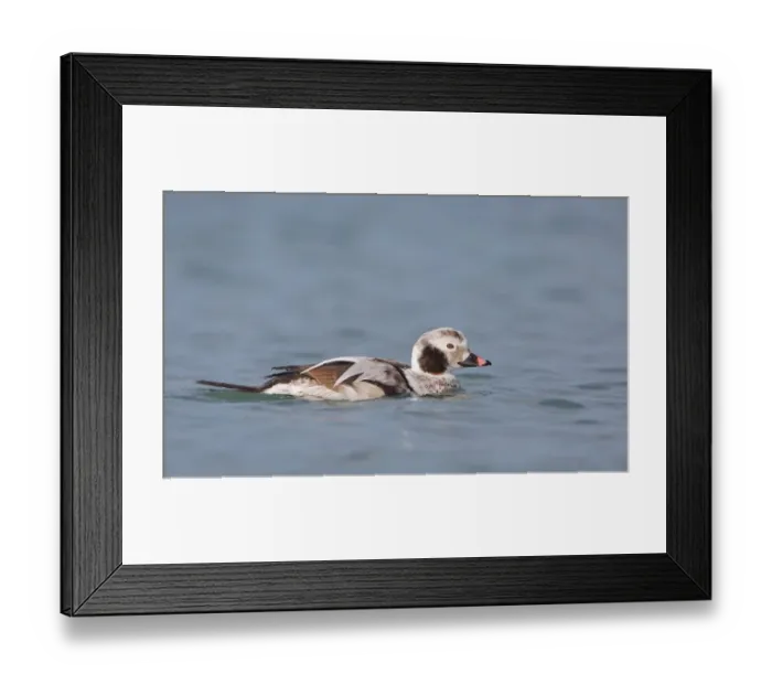 Framed Print : Long-tailed duck (Clangula Hyemalis) swimming on sea, Brouwersdam, Zeeland, Nederland Framed Print : Long-tailed duck (Clangula Hyemalis) swimming on sea, Brouwersdam, Zeeland, Nederland