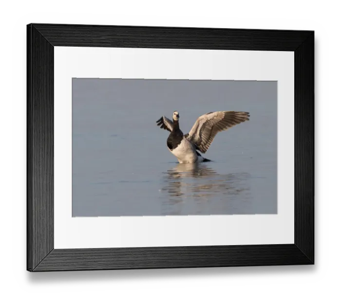 Framed Print : Barnacle Goose (Branta leucopsis) stretching its wings, Oostvaarsersplassen Framed Print : Barnacle Goose (Branta leucopsis) stretching its wings, Oostvaarsersplassen