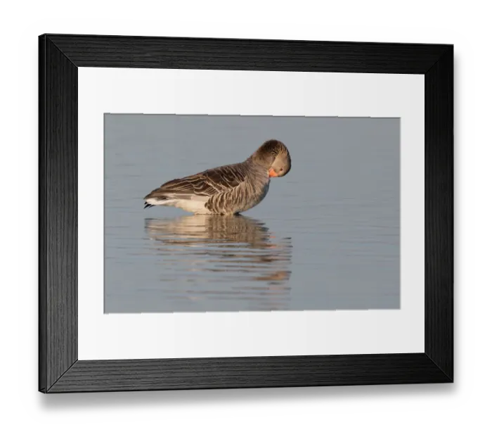 Framed Print : Greylag Goose (Anser anser) preening in the water, Oostvaardersplassen, The Netherlands Framed Print : Greylag Goose (Anser anser) preening in the water, Oostvaardersplassen, The Netherlands