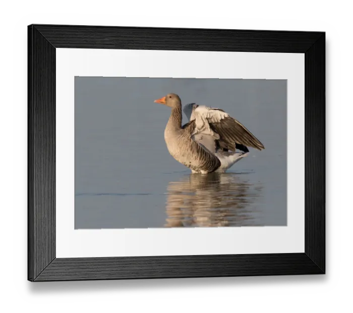 Framed Print : Greylag Goose (Anser anser) stretching wings in the water, Oostvaardersplassen Framed Print : Greylag Goose (Anser anser) stretching wings in the water, Oostvaardersplassen