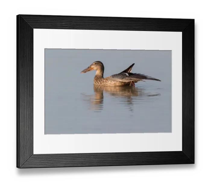 Framed Print : Northern Shoveler (Anas clypeata) female stretching wing on the water, Oostvaardersplassen Framed Print : Northern Shoveler (Anas clypeata) female stretching wing on the water, Oostvaardersplassen