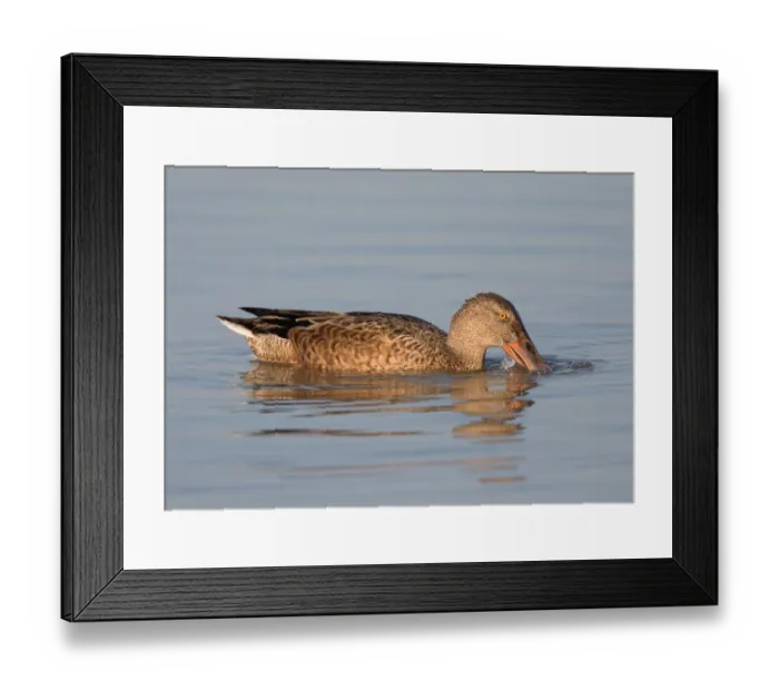 Framed Print : Northern Shoveler (Anas clypeata) male foraging, Oostvaardersplassen, The Netherlands Framed Print : Northern Shoveler (Anas clypeata) male foraging, Oostvaardersplassen, The Netherlands