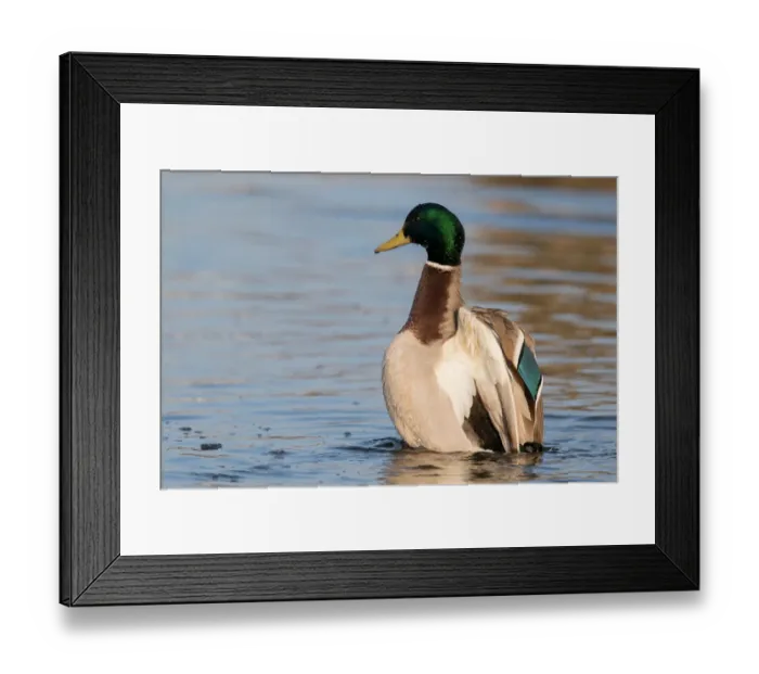 Framed Print : Mallard (Anas platyrhynchos) stretching its wings, polder Arkemheen, The Netherlands Framed Print : Mallard (Anas platyrhynchos) stretching its wings, polder Arkemheen, The Netherlands