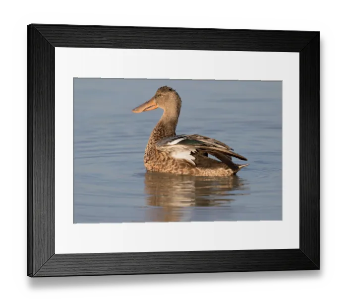 Framed Print : Northern Shoveler (Anas clypeata) female stretching wings, Oostvaardersplassen Framed Print : Northern Shoveler (Anas clypeata) female stretching wings, Oostvaardersplassen