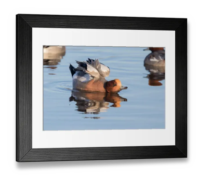 Framed Print : Eurasian Wigeon (Anas penelope) stretching its wings, polder Arkemheen, The Netherlands Framed Print : Eurasian Wigeon (Anas penelope) stretching its wings, polder Arkemheen, The Netherlands