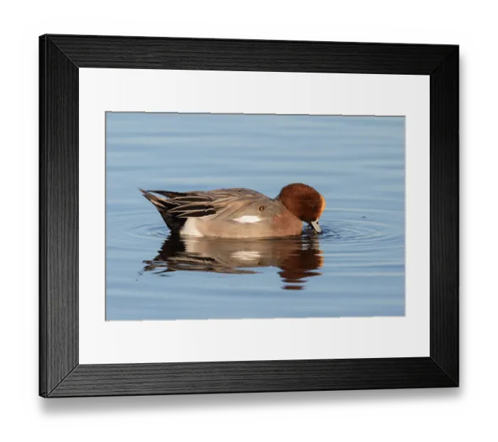 Framed Print : Eurasian Wigeon (Anas penelope) foraging in the water, polder Arkemheen, The Netherlands Framed Print : Eurasian Wigeon (Anas penelope) foraging in the water, polder Arkemheen, The Netherlands