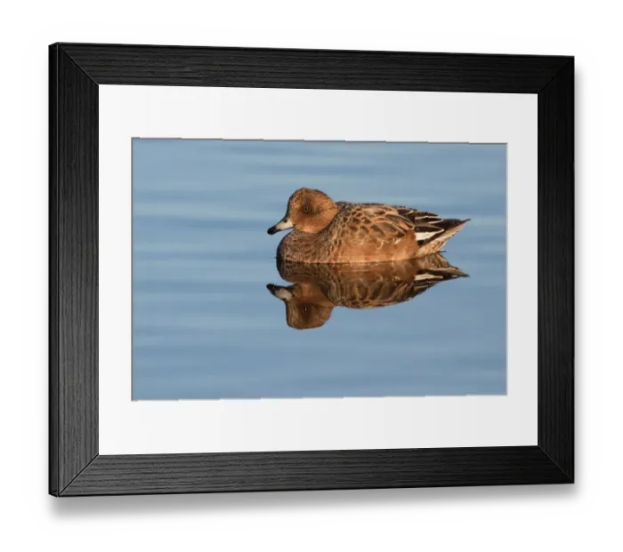 Framed Print : Eurasian Wigeon (Anas penelope) female resting on the water, polder Arkemheen Framed Print : Eurasian Wigeon (Anas penelope) female resting on the water, polder Arkemheen
