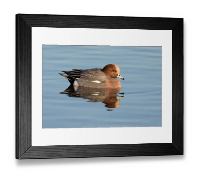 Framed Print : Eurasian Wigeon (Anas penelope) resting on the water, polder Arkemheen, The Netherlands Framed Print : Eurasian Wigeon (Anas penelope) resting on the water, polder Arkemheen, The Netherlands
