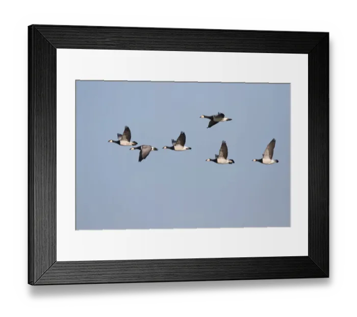 Framed Print : Barnacle Goose (Branta leucopsis) group in flight, polder Arkemheen, The Netherlands Framed Print : Barnacle Goose (Branta leucopsis) group in flight, polder Arkemheen, The Netherlands