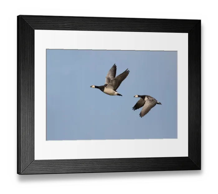 Framed Print : Barnacle Goose (Branta leucopsis) couple in flight against the sky, Lauwersmeer, Ezumakeeg Framed Print : Barnacle Goose (Branta leucopsis) couple in flight against the sky, Lauwersmeer, Ezumakeeg
