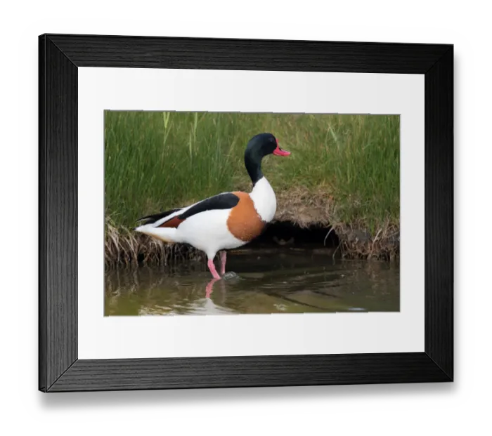 Framed Print : Common Shellduck (Tadorna tadorna) male standing along the waters edge, Texel